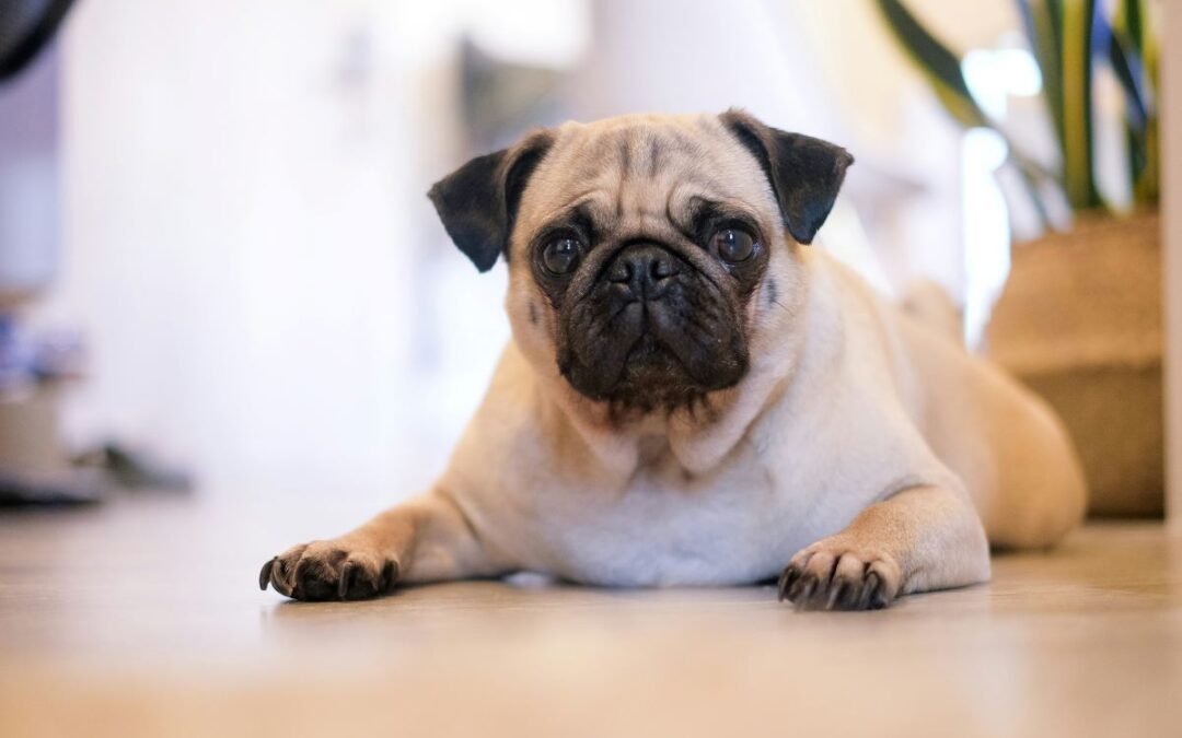 Todoist for self-care